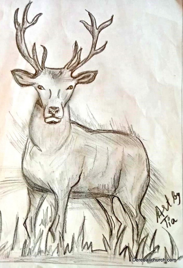 Pencil art of a Deer by Tianna Melanie Dsouza
