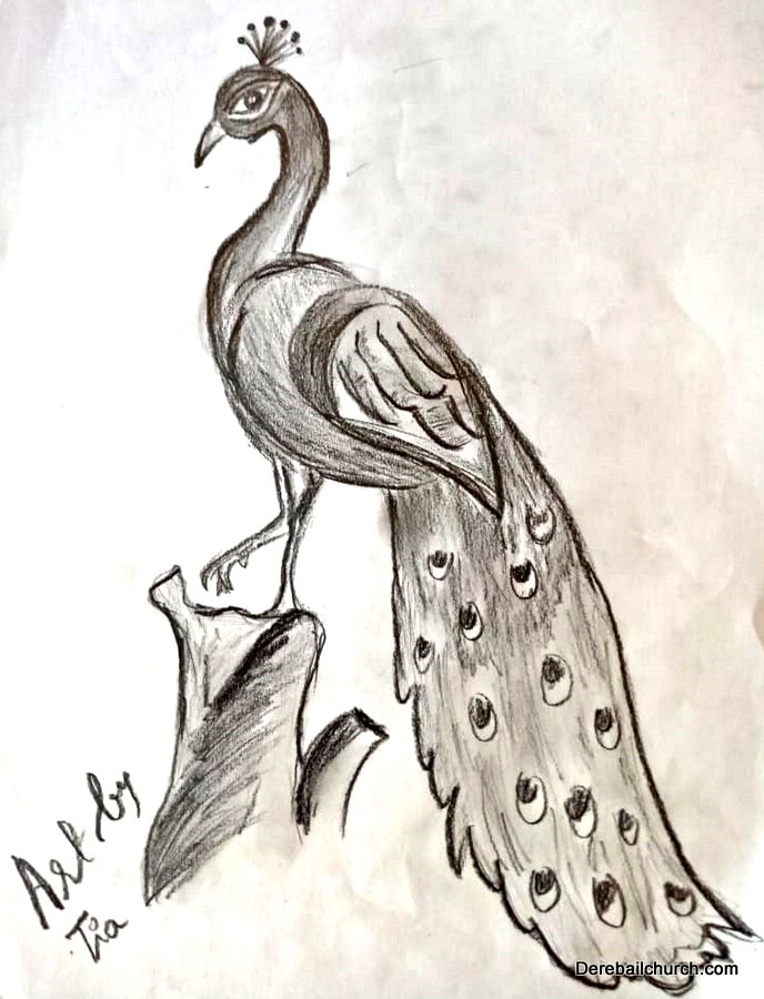 Peacock pencil drawing Drawing by Nimana Tharuja | Saatchi Art-saigonsouth.com.vn
